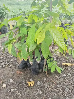 Cocoa Seedlings