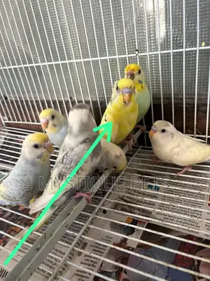 Matured Budgies
