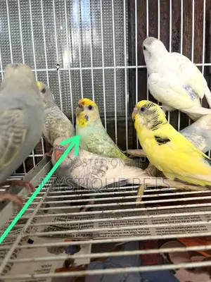 Adult Budgies