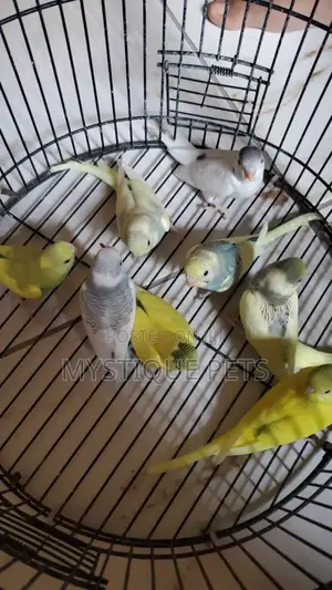 Nicely Budgies