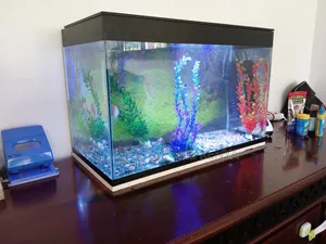 Beautiful Aquarium With Fish and Accessories