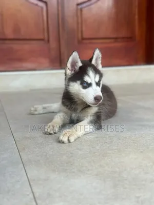 1-3 months Female Purebred Siberian Husky