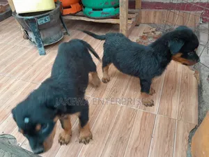 1-3 months Male Purebred Rottweiler