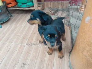 1-3 months Female Purebred Rottweiler