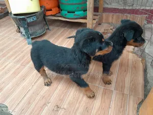 1-3 months Male Purebred Rottweiler