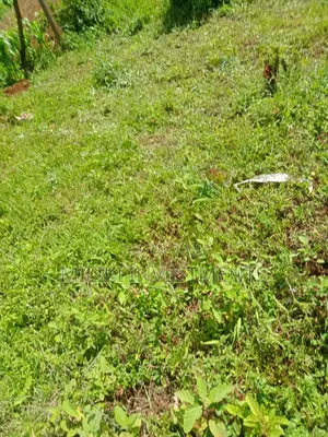 50 by 100 Plot on Sale at Maragua