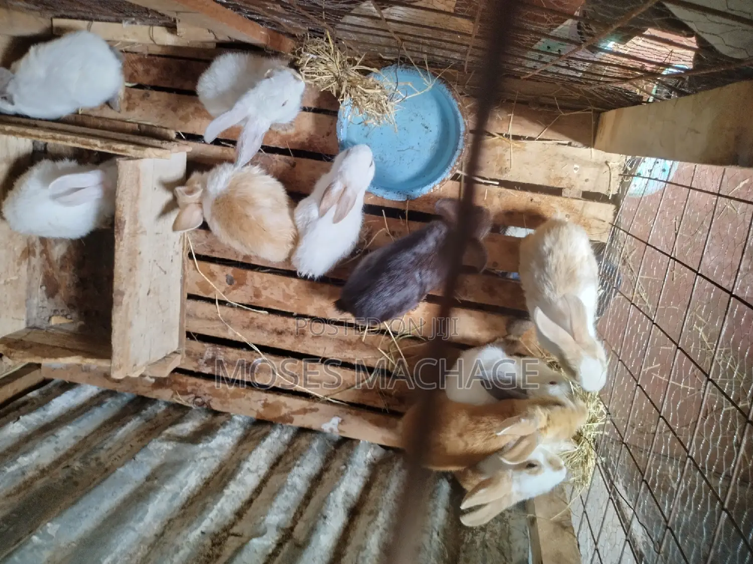 Hybrid Rabbits Available