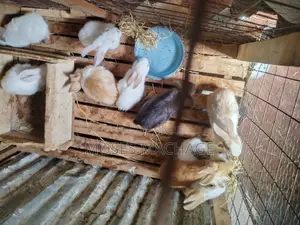 Hybrid Rabbits Available