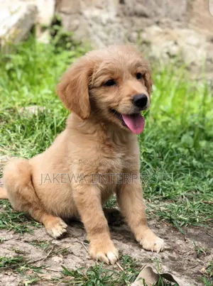 1-3 months Male Purebred Golden Retriever