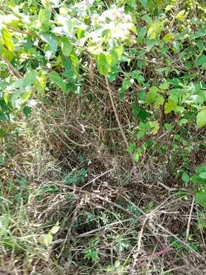 1 Acre at Kimutwa Machakos