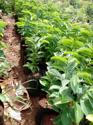 Quality Soursop Seedlings