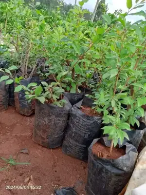 Plums Seedlings