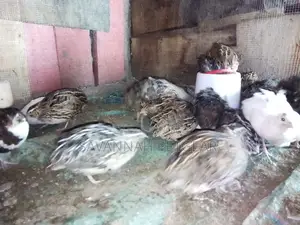 Tuxedo Variety (The BTA) – Coturnix Quail, Texas a M Quails