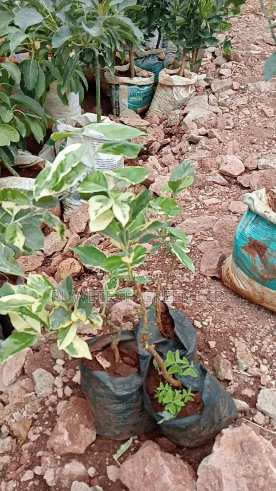 Variegated Lemon Seedlings