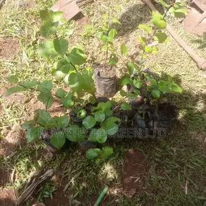 Grafted Pear Tree Seedlings