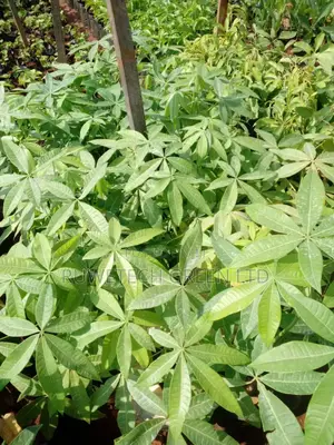Guayana Nut/Malabar Chestnut Seedlings