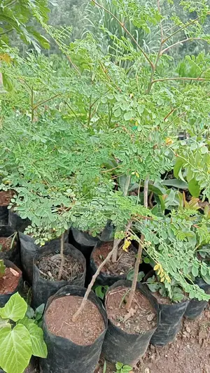 Moringa Seedlings