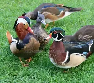 Mandarin Ducklings Pair.