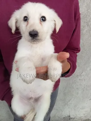 1-3 months Male Purebred Labrador Retriever