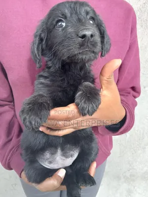 1-3 months Male Purebred Labrador Retriever