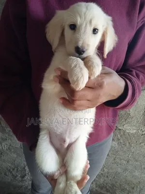 1-3 months Male Purebred Labrador Retriever