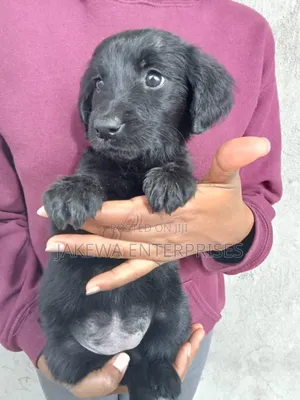 1-3 months Female Purebred Labrador Retriever