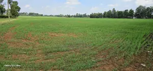 8 Acres Prime Land for Sale in Sogomo Chepkoilel in Eldoret
