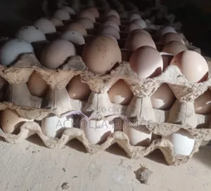 Improved Kienyeji Fertilized Eggs Available
