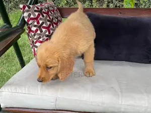 1-3 months Female Purebred Golden Retriever