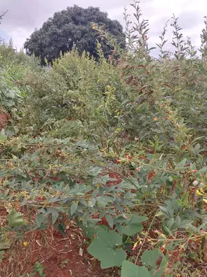 3 Acres at Kimutwa,Kamweleni to Kwa-Mutisya,100metres