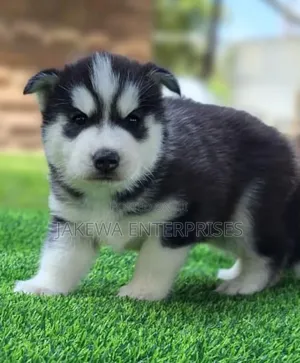 1-3 months Male Purebred Siberian Husky