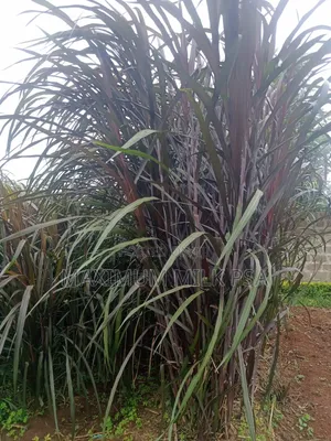 Australian Red Napier, New Product Alert