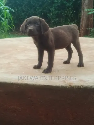 1-3 months Male Purebred Labrador Retriever