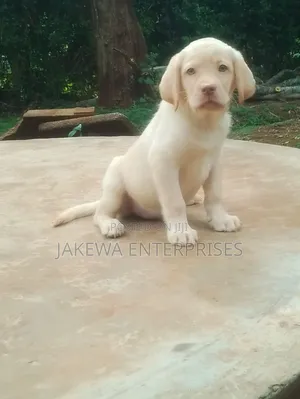1-3 months Female Purebred Labrador Retriever