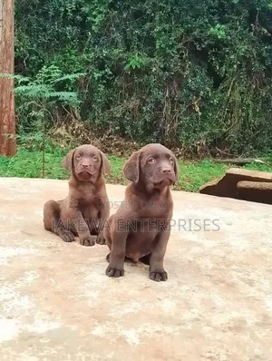 1-3 months Male Purebred Labrador Retriever