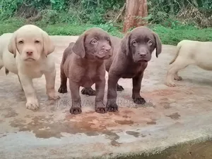 1-3 months Female Purebred Labrador Retriever