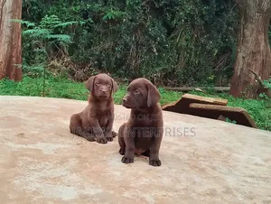 1-3 months Male Purebred Labrador Retriever