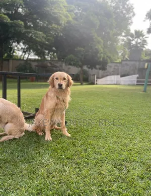 1+ year Male Purebred Golden Retriever