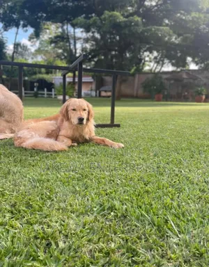 1+ year Male Purebred Golden Retriever