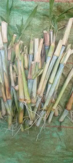 Super Napier Hybrid Napier Pakchong Cuttings - 100 Pieces