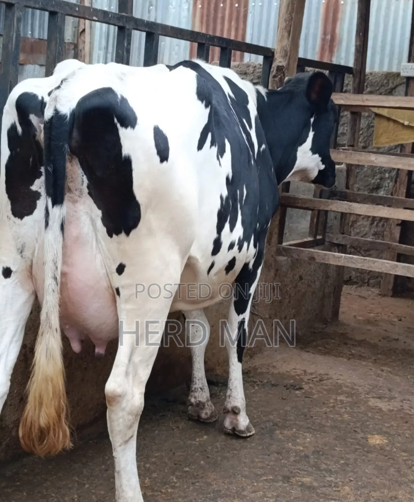 Heifer  Pedigree Freshian