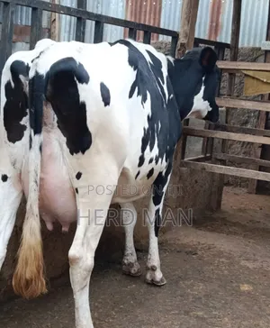 Heifer  Pedigree Freshian