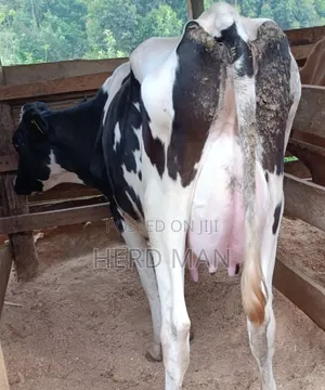 Heifer  Pedigree Freshian