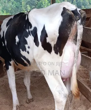 Heifer  Pedigree Freshian