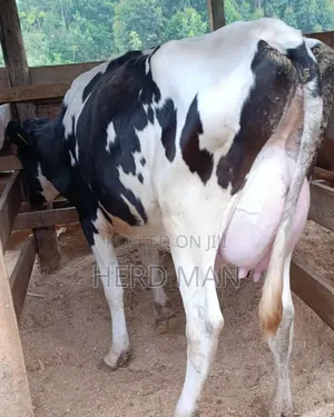 Heifer  Pedigree Freshian