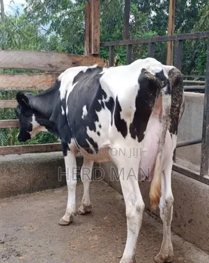 Heifer  Pedigree Freshian