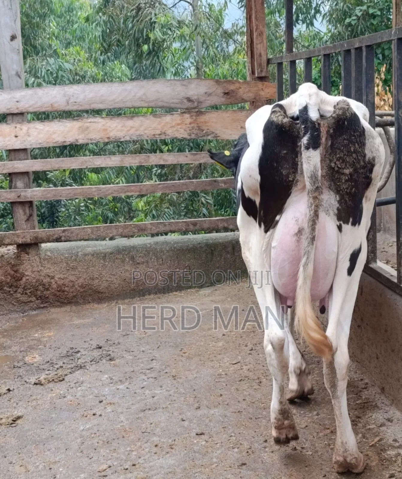 Heifer  Pedigree Freshian