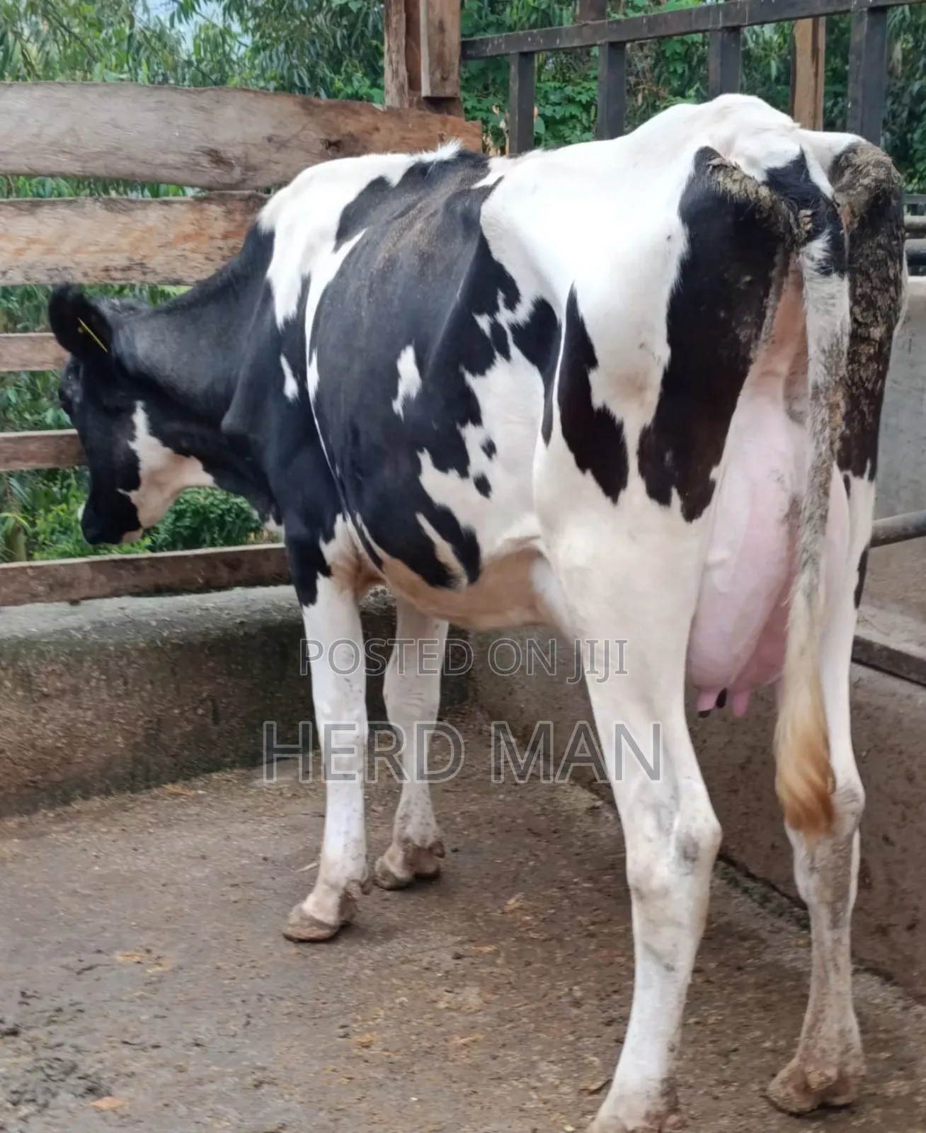Heifer  Pedigree Freshian