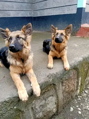 Dog Training Service Available for Obedience and Aggressive