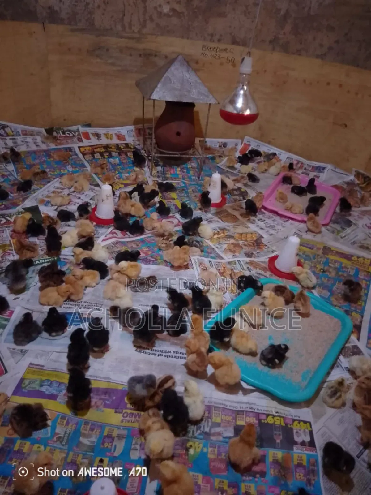 Day Old Chicks Available